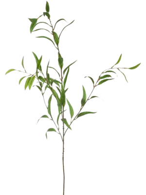 Willow Branch