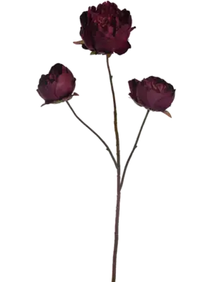 Aubergine