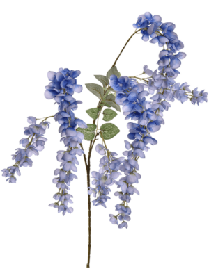 Branch Blue