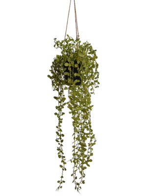 Hanging Bush Light Green