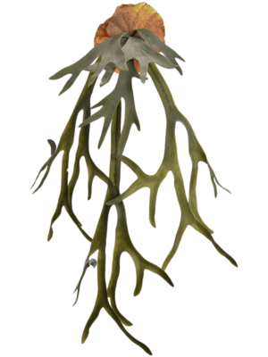 Bush