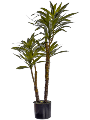 Plant Green