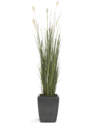 Bush