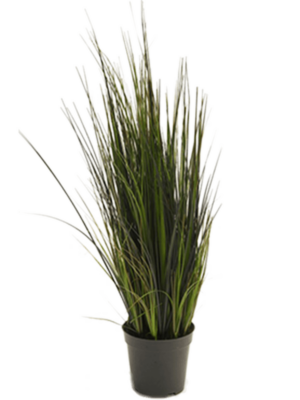 Bush