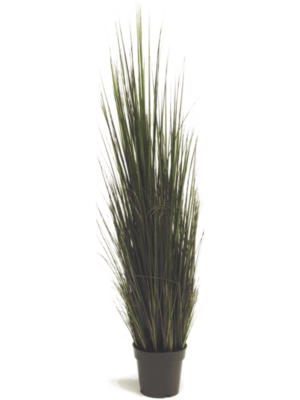 Bush