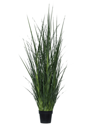Bush