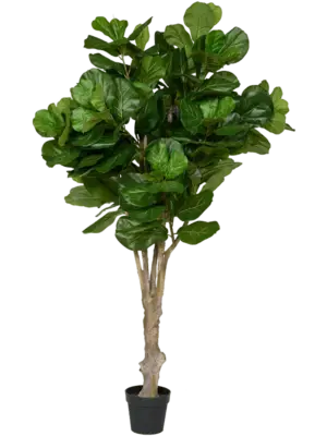 Ficus lyrata