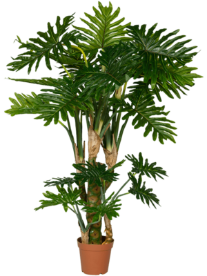 Branched