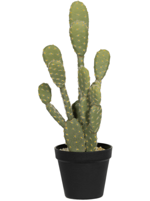 Tuft
