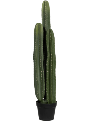 Tuft