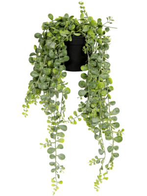 Hanging Bush