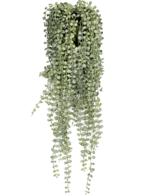 Hanging Bush