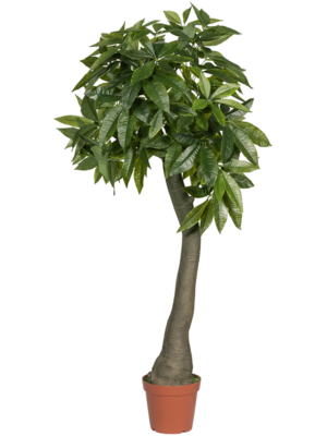 Branched