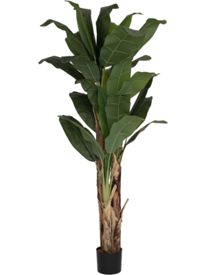 Bush