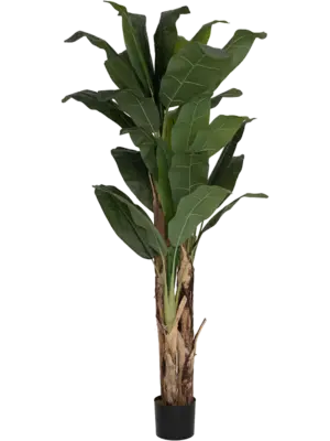 Bush