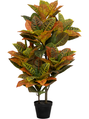 Bush