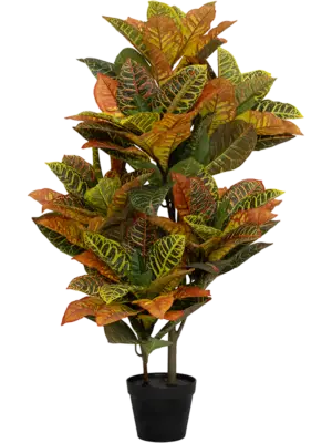 Bush