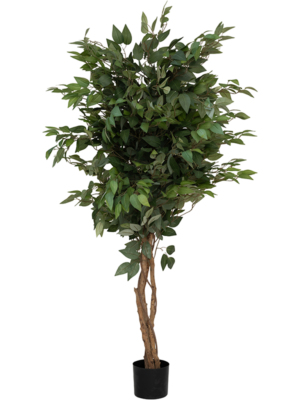 Bush