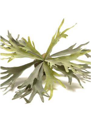 Bush (19 lvs.)