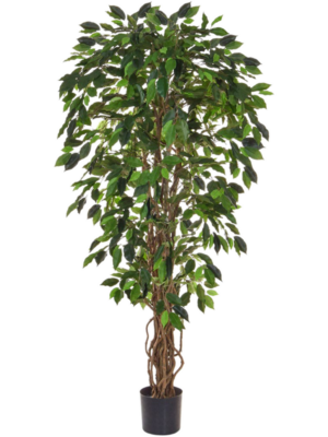 Natural Trunk (FR)