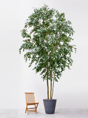 Natural Trunk Knock-Down (FR)