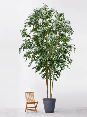 Ficus Exotica