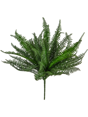 Bush (FR)