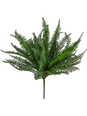 Bush (FR)