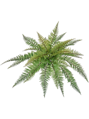 Bush (FR)