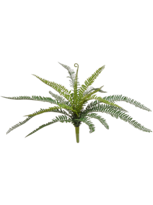 Bush (FR)