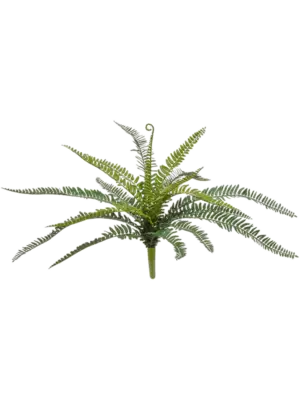 Bush (FR)