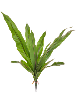 Fern (FR)