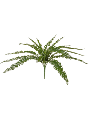 Bush (FR)