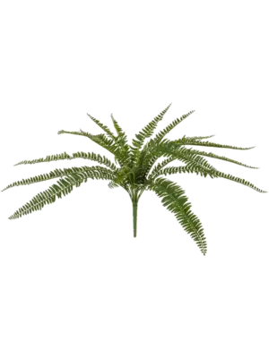 Bush (FR)