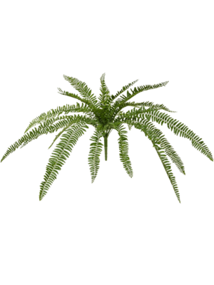 Bush (FR)