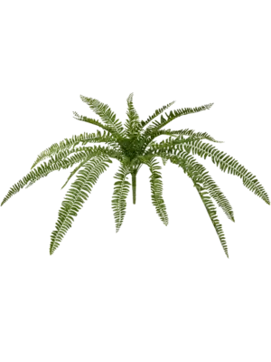 Bush (FR)