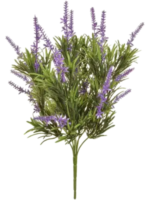 Blue Bush (FR)