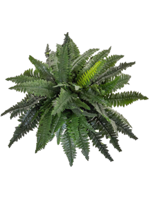 Large bush (FR)