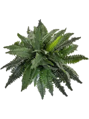 Large bush (FR)