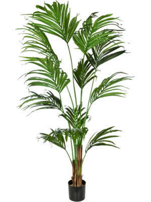 Bush (FR)