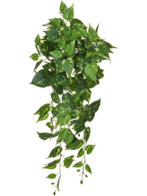 Bush (FR)
