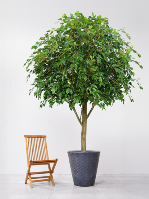 Natural Trunk (FR)