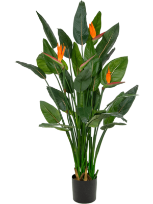 Tuft (FR)