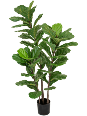 Bush (FR)