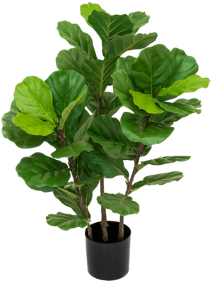 Bush (FR)