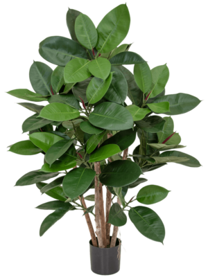 Bush (FR)