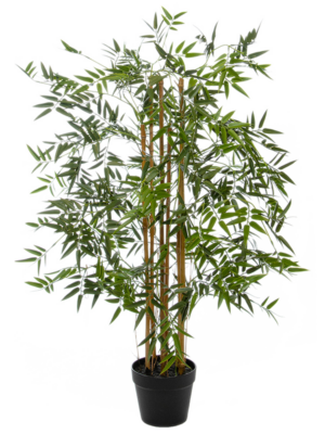 Bush (FR)