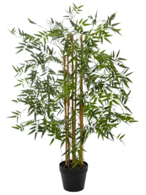 Bush (FR)
