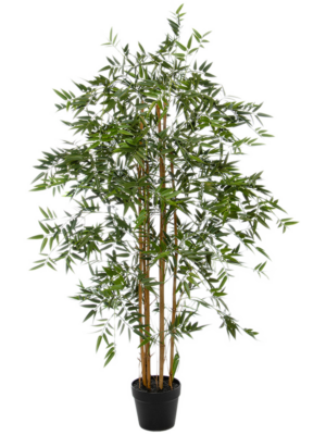 Bush (FR)