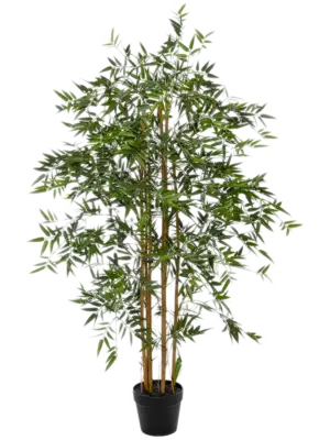 Bush (FR)